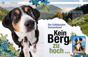 Artikel "Der Entlebucher Sennenhund" - DOGS today