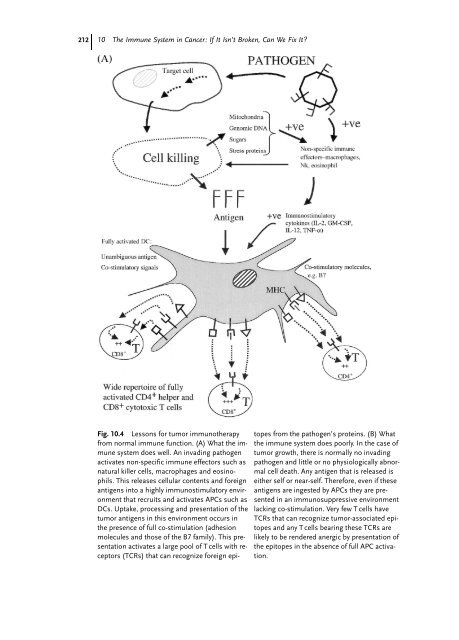 Cancer Immune Therapy Edited by G. Stuhler and P. Walden ...