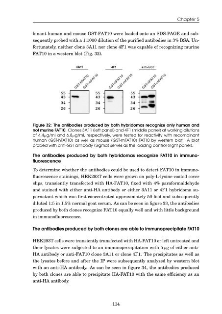 Role of the ubiquitin-like modifier FAT10 in protein degradation and ...
