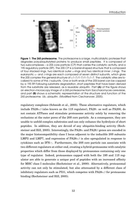 Role of the ubiquitin-like modifier FAT10 in protein degradation and ...