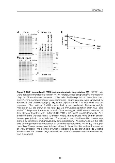 Role of the ubiquitin-like modifier FAT10 in protein degradation and ...