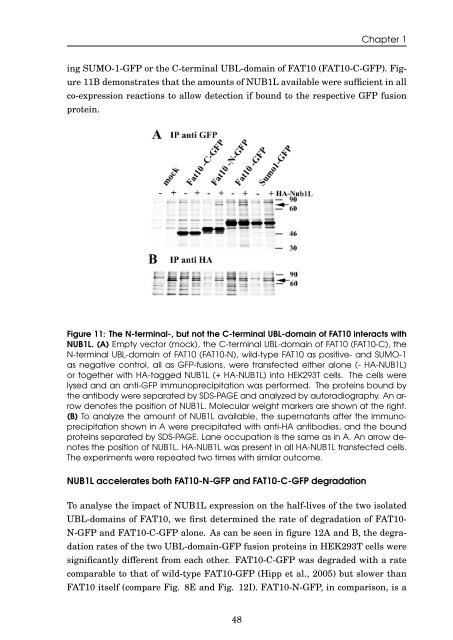 Role of the ubiquitin-like modifier FAT10 in protein degradation and ...