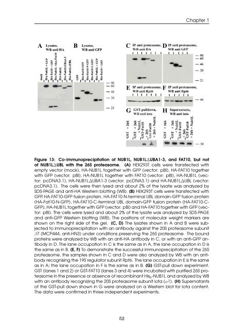 Role of the ubiquitin-like modifier FAT10 in protein degradation and ...