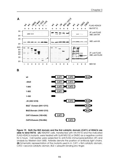 Role of the ubiquitin-like modifier FAT10 in protein degradation and ...