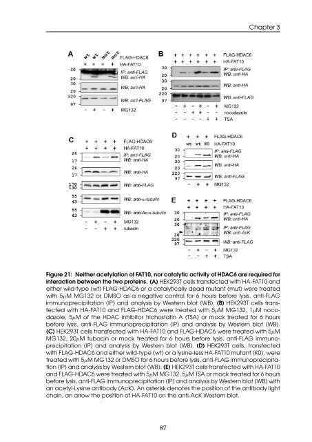 Role of the ubiquitin-like modifier FAT10 in protein degradation and ...