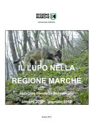 IL LUPO NELLA REGIONE MARCHE indagine condotta nel periodo ...