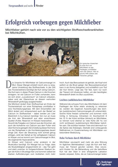 Erfolgreich vorbeugen gegen Milchfieber - Tiergesundheit und mehr