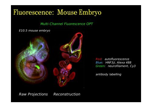 Optical Projection Tomography (OPT) - Biomedicum Imaging Unit ...