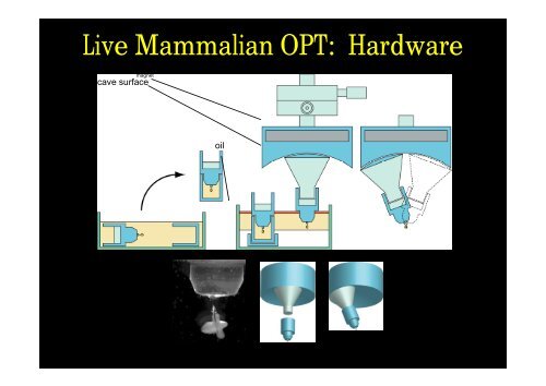 Optical Projection Tomography (OPT) - Biomedicum Imaging Unit ...