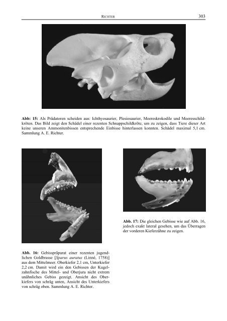 Ammoniten-Gehäuse mit Bissspuren Andreas E. Richter ...