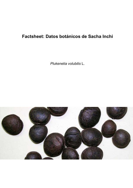 Hoja Botánica - Sacha inchi - Perúbiodiverso
