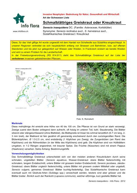 Schmalblättriges Greiskraut oder Kreuzkraut - Info Flora