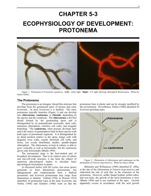 protonema - Bryophyte Ecology