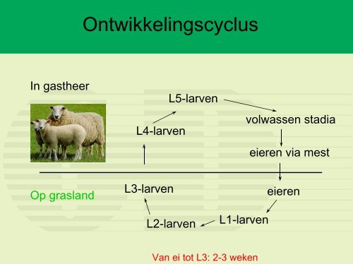 Maagdarmwormen bij schapen: andere aanpak - GCSIX.nl
