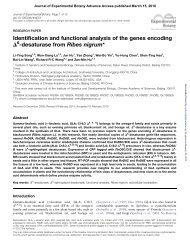 desaturase from Ribes nigrum - Journal of Experimental Botany