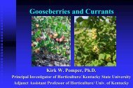 Gooseberries and Currants - Kentucky State University Pawpaw ...