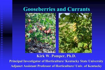 Gooseberries and Currants - Kentucky State University Pawpaw ...