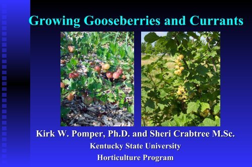 Gooseberries and Currants - Kentucky State University Pawpaw ...