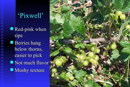 Gooseberries and Currants - Kentucky State University Pawpaw ...