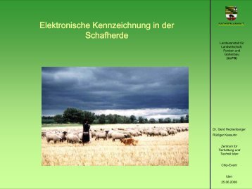 Elektronische Kennzeichnung in der Schafherde - Sachsen-Anhalt