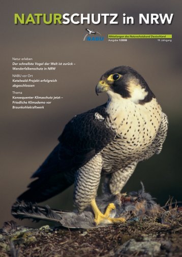 Die erfolgreiche Arbeit der AG Wanderfalkenschutz - NABU NRW