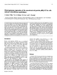 Heterogeneous expression of the non-structural protein p80/p125 in ...