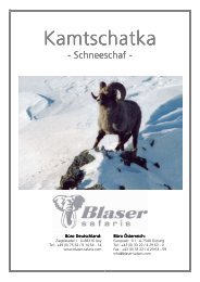 Reiseinfo Kamtschatka Schneeschaf - Blaser Safaris