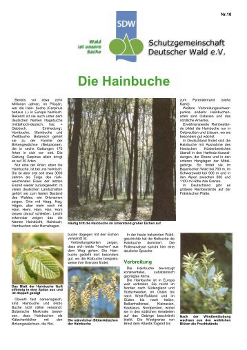 Die Hainbuche - Schutzgemeinschaft Deutscher Wald