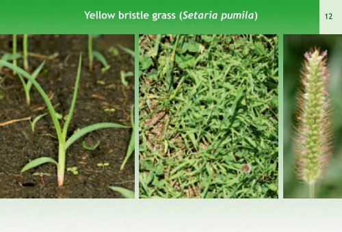 Yellow Bristle Grass - The Ute Guide