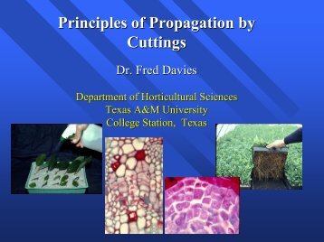 Principles of Propagation by Cuttings Cuttings - Aggie Horticulture ...