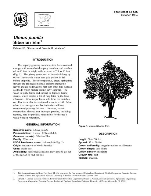 Ulmus pumila - Environmental Horticulture - University of Florida