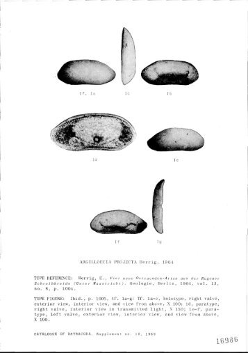 ARGILLOECIA PROJECTA Herrie, 196i TYPE REFERENCE: Herrig ...