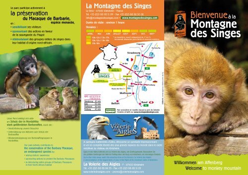Cliquez Ici La Montagne Des Singes