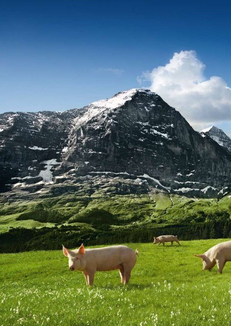 Geschäftsbericht 2008 von Proviande - Proviande Schweizer Fleisch