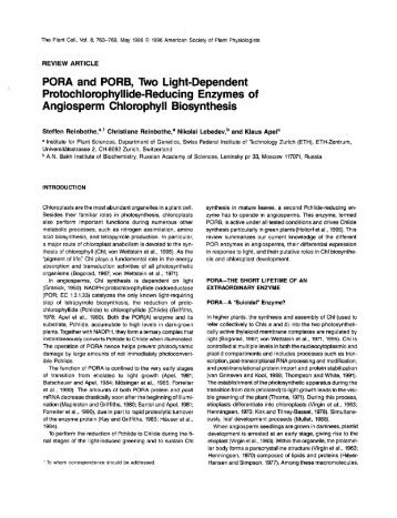 PORA and PORB, Two Light-Dependent ... - The Plant Cell