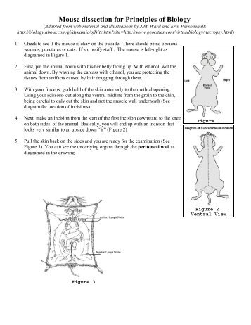 Mouse Dissection For Principles Of Biology