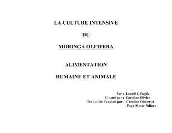 culture intensive du moringa oleifera alimentation ... - Moringanews