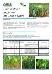 Bien cultiver le piment en Côte d'Ivoire - CTA Partners Portal