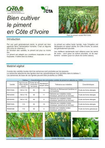 Bien cultiver le piment en Côte d'Ivoire - CTA Partners Portal