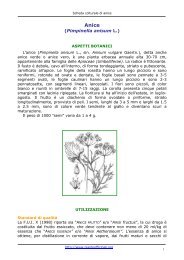 Arctium lappa L - Pianteofficinali.org