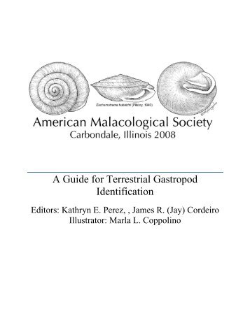 A Guide for Terrestrial Gastropod Identification - University of ...