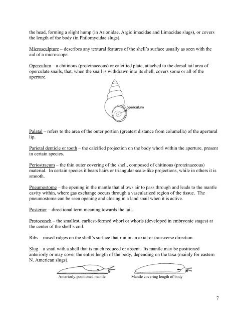 A Guide for Terrestrial Gastropod Identification - University of ...