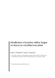 Identification of powdery mildew fungus on Moroccan ...