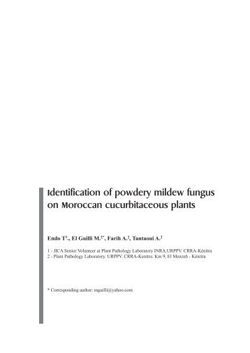 Identification of powdery mildew fungus on Moroccan ...