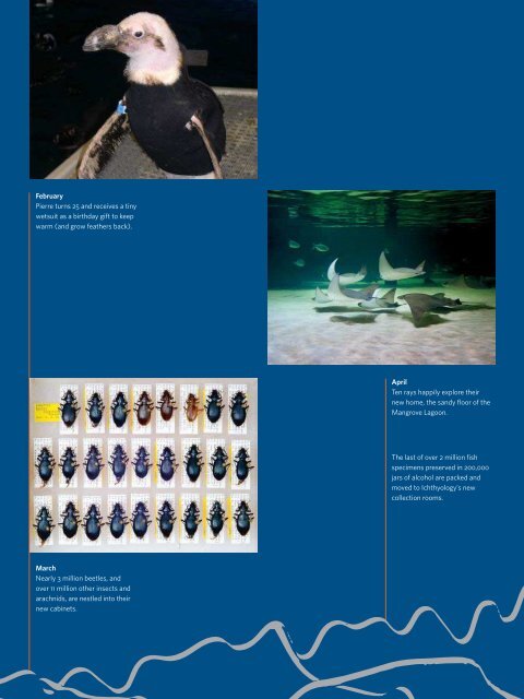 Annual Report 2008 - California Academy of Sciences