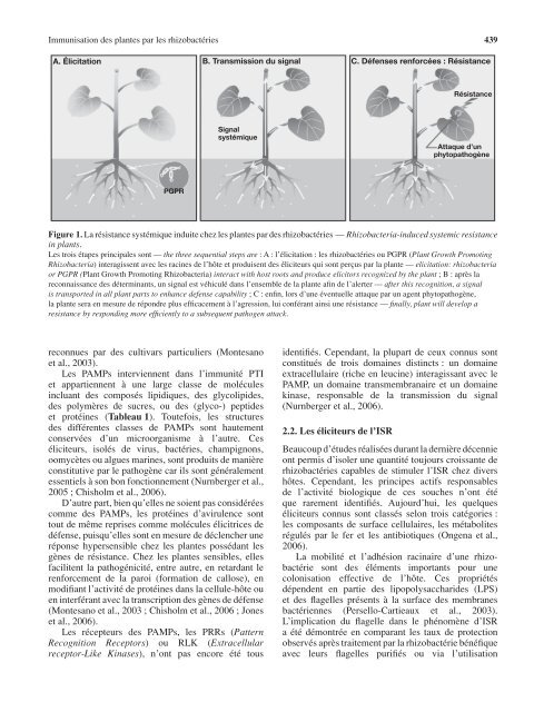 Caractéristiques moléculaires de l'immunité des plantes induite par ...