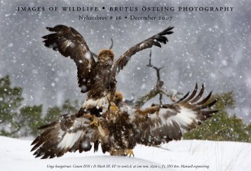 images of wildlife • brutus östling photography - Symposion