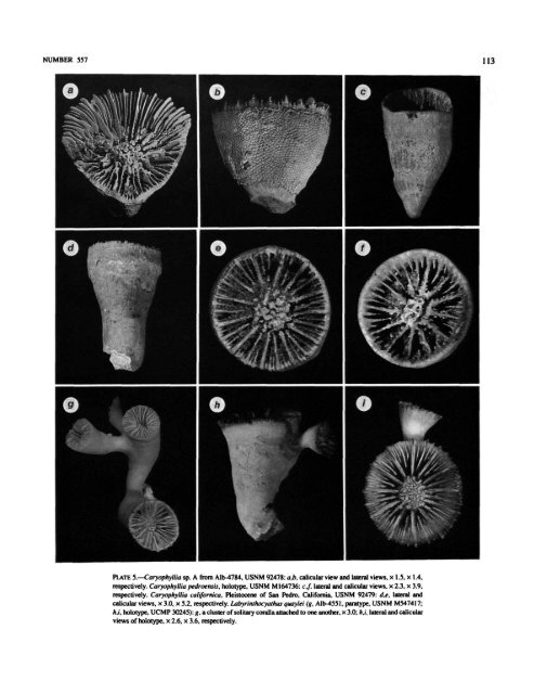 PDF (Hi-Res) - Smithsonian Institution Libraries