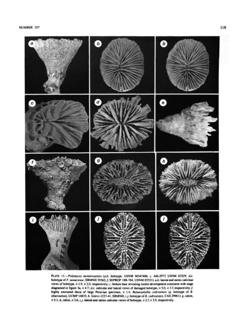 PDF (Hi-Res) - Smithsonian Institution Libraries