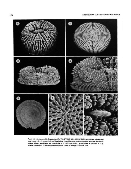 PDF (Hi-Res) - Smithsonian Institution Libraries